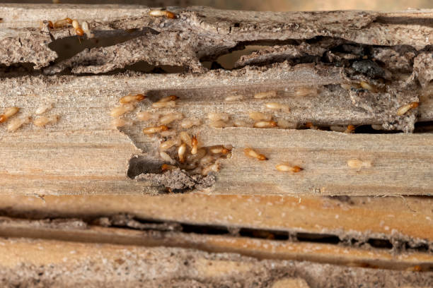 Best Residential Pest Control  in Riverside, PA
